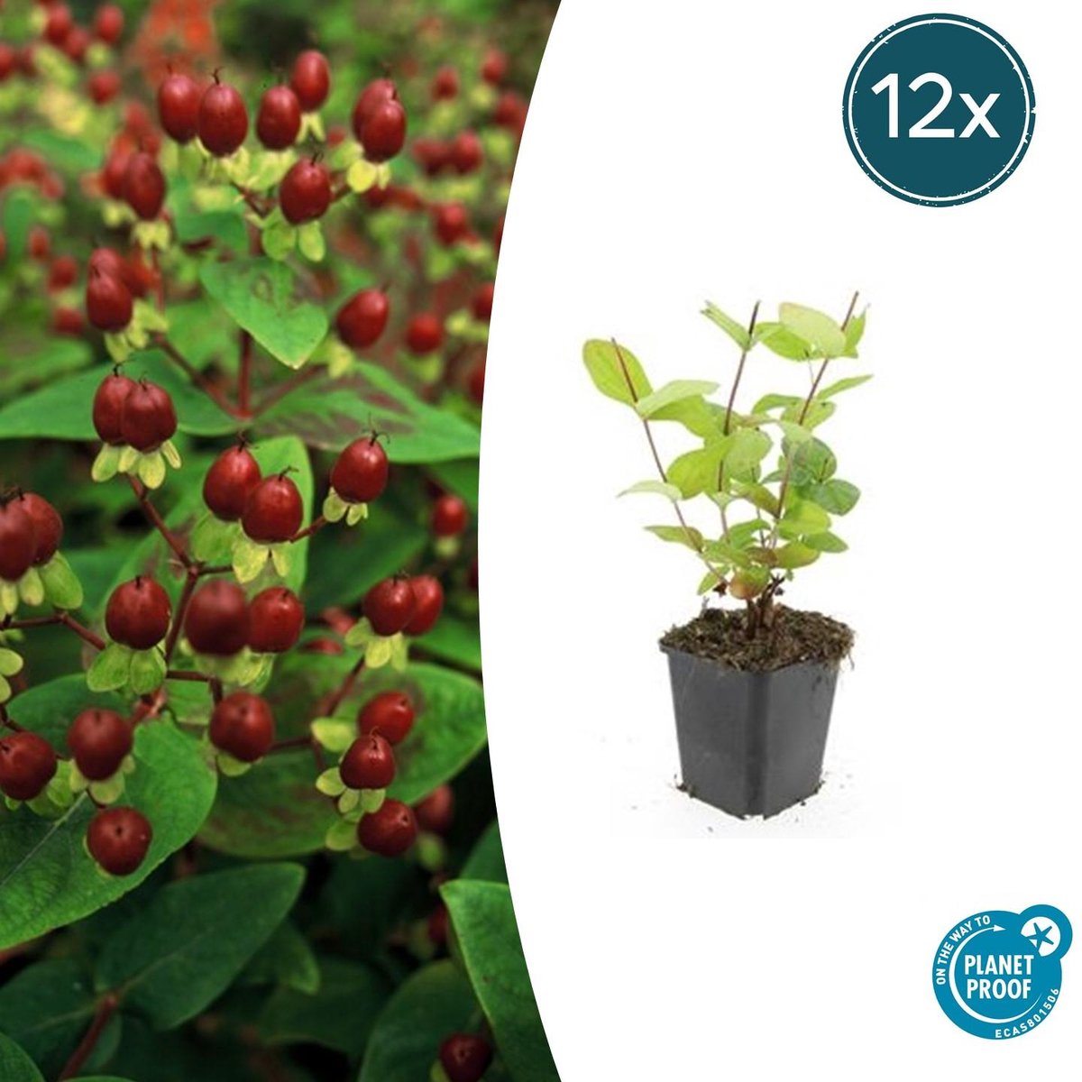 Trendyplants - Hypericum inodorum 'Beauty' - 12 stuks - Hertshooi - Winterhard - Hoogte 10-30 cm - Potmaat Ø9cm