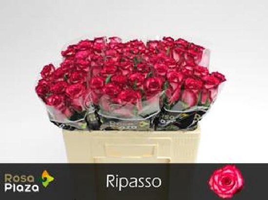 20x Rosa ripasso 50cm | bol