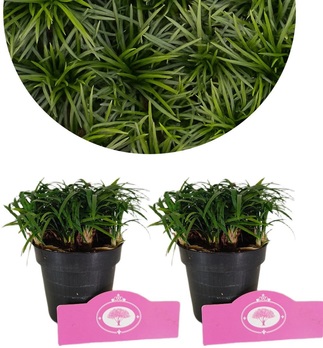 Set van 12x Slangenbaard - Ophiopogon japonicus ‘Minor’ – Hoogte 10cm – 9cm pot