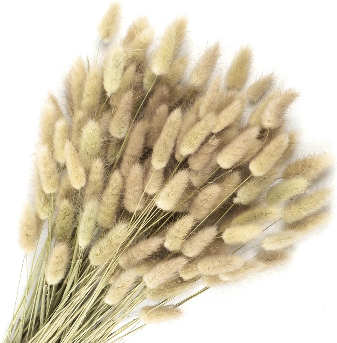 Stunq® 120 Stuks Gedroogde Bloemen Konijnenstaarten Pampasgras voor Boho Home Decoratie