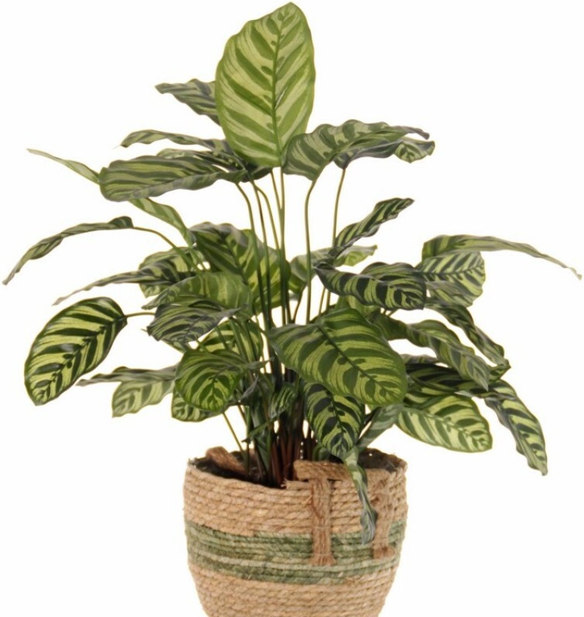 Kunstplant - Calathea Makoyana hoogte 67cm