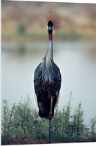 WallClassics - PVC Schuimplaat - Smalle Kraanvogel bij het Gras aan het Water - 70x105 cm Foto op PVC Schuimplaat (Met Ophangsysteem)