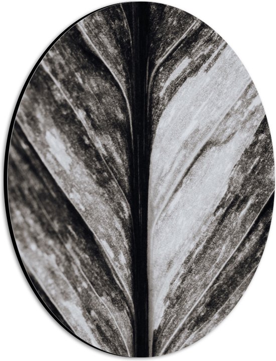 Dibond Ovaal - Close-up van Nerven van Blad (Zwart-wit) - 21x28 cm Foto op Ovaal (Met Ophangsysteem)
