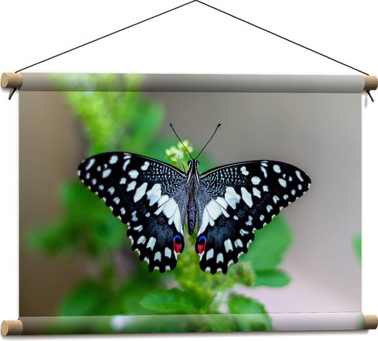 WallClassics - Textielposter - Blauw, Zwart en Wit Gekleurde Vlinder op Groene Bladeren - 60x40 cm Foto op Textiel