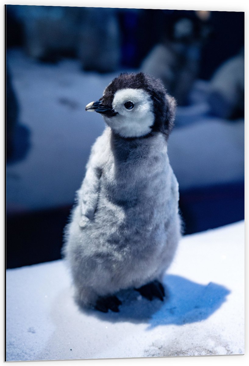 Dibond - Baby Pinguïn in de Sneeuw - 60x90 cm Foto op Aluminium (Wanddecoratie van metaal)