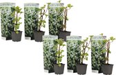 Plant in a Box - Set van 6 Hydrangea 'Petiolaris’ - Klimhortensia - Pot 9cm - Hoogte 25-40cm