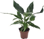 Plant in a Box - Spathiphyllum Diamond - Luchtzuiverende kamerplant - Mooie witte variatie in de bladeren - Pot 12cm - Hoogte 40-50cm