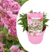 Plant in a Box - Buddleja Candy Little Pink - Buddleja davidii - Vlinderstruik Winterhard - Roze Bloemen - Pot 19cm - Hoogte 30-40cm