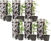 Plant in a Box - Trachelospermum jasminoides 'Officinale' - Set van 6 - Witte Jasmijn klimplant - Pot 9cm - Hoogte 25-40cm