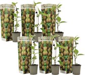 Plant in a Box - Kiwi Actinidia 'Jenny' - Set van 6 - Kiwiplanten - Pot 9cm - Hoogte 20-40cm