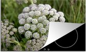 KitchenYeah® Inductie beschermer 77x51 cm - Natuurlijk habitat van de witte en groene anijs plant - Kookplaataccessoires - Afdekplaat voor kookplaat - Inductiebeschermer - Inductiemat - Inductieplaat mat