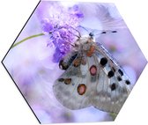 WallClassics - Dibond Hexagon - Doorzichtige Vleugels van Vlinder - 50x43.5 cm Foto op Hexagon (Met Ophangsysteem)