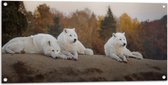 Tuinposter – Drie Witte Wolven Liggend op Heuvel in Bos met Verschillende Kleuren Bomen - 100x50 cm Foto op Tuinposter (wanddecoratie voor buiten en binnen)