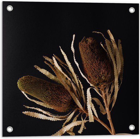 Tuinposter – Duo van Banksia Menziesii Planten in Witte Vaas - 50x50 cm Foto op Tuinposter (wanddecoratie voor buiten en binnen)