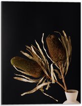 Dibond - Duo van Banksia Menziesii Planten in Witte Vaas - 30x40 cm Foto op Aluminium (Wanddecoratie van metaal)