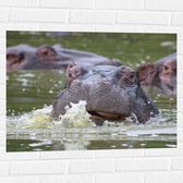 WallClassics - Muursticker - Zwemmende Nijlpaarden - 80x60 cm Foto op Muursticker