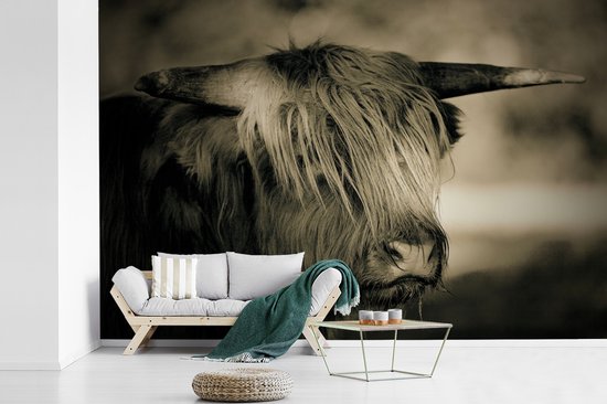 Papier peint - Papier peint photo Scottish Highlander - Animaux - Cheveux - Largeur 525 cm x hauteur 350 cm