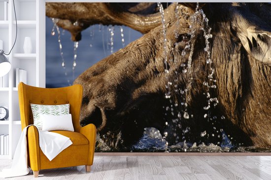 Papier peint photo vinyle - Gros plan d'un orignal dans l'eau largeur 390 cm x hauteur 260 cm - Tirage photo sur papier peint (disponible en 7 tailles)