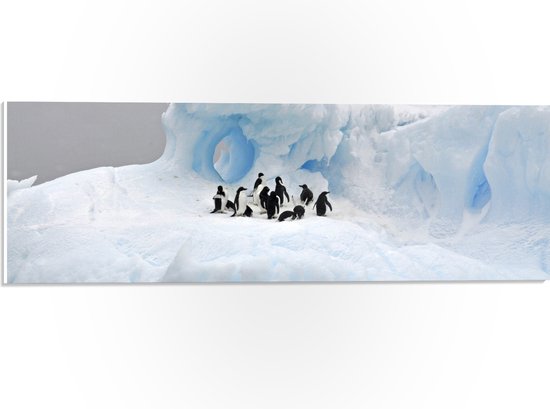 WallClassics - PVC Schuimplaat - Pingiuns op Glad IJs - 60x20 cm Foto op PVC Schuimplaat (Met Ophangsysteem)