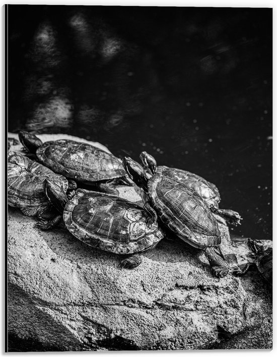 Dibond - Groep Kleine Schildpadden op Rots in het Water (Zwart- wit) - 30x40 cm Foto op Aluminium (Met Ophangsysteem)