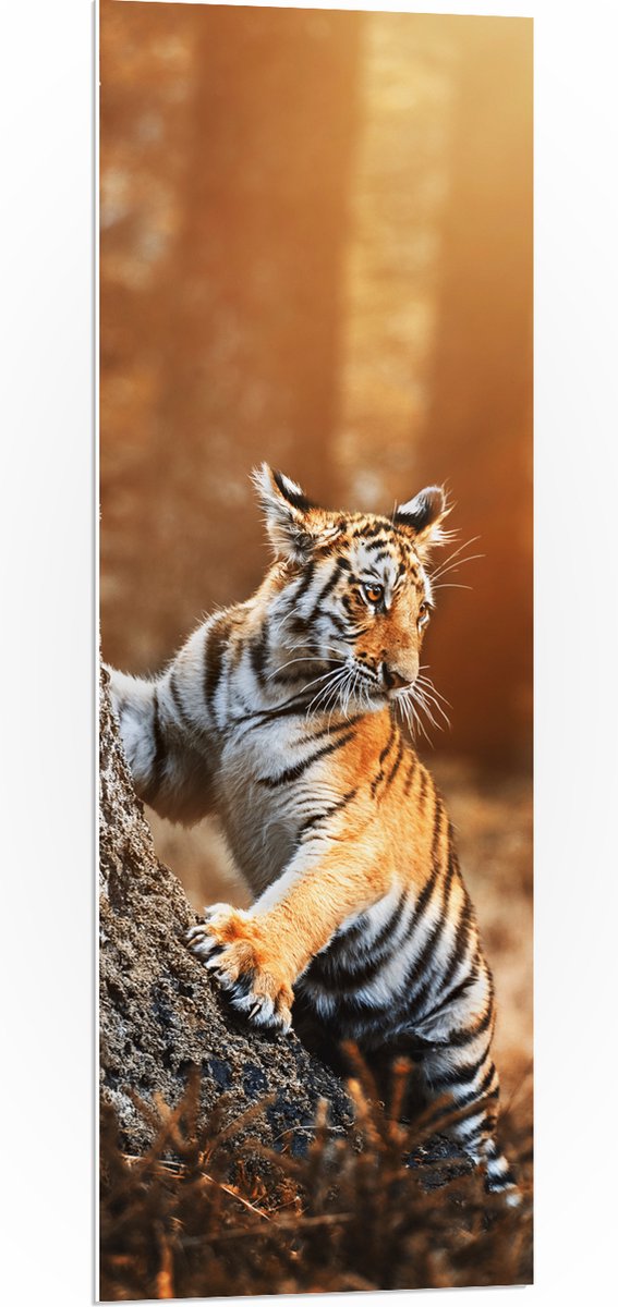 PVC Schuimplaat- Klimmende Tijger tegen Boomstam in Oranje Zonlicht - 40x120 cm Foto op PV