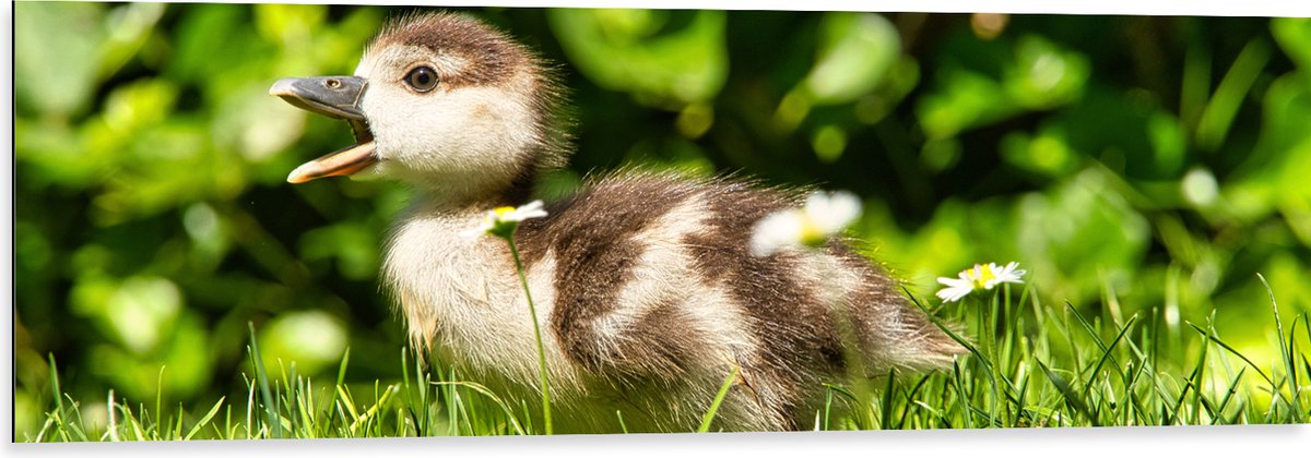 Dibond - Baby Eendje in het Gras - 120x40 cm Foto op Aluminium (Met Ophangsysteem)