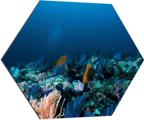 WallClassics - Dibond Hexagon - Koraal onder Water - 70x60.9 cm Foto op Hexagon (Met Ophangsysteem)