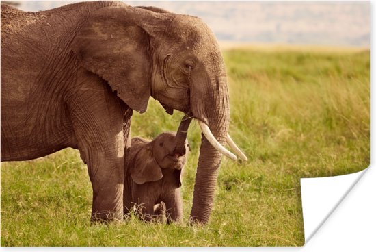 Poster Bébé éléphant aimant avec maman papier 180x120 cm - Tirage photo sur  Poster