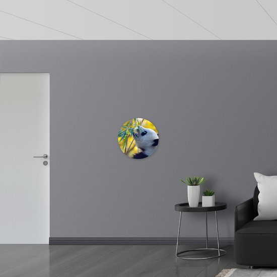 WallClassics - Cercle mural en panneau de mousse PVC - Panda mangeant des Plantes - Photo 50 x 50 cm sur cercle mural (avec système de suspension)
