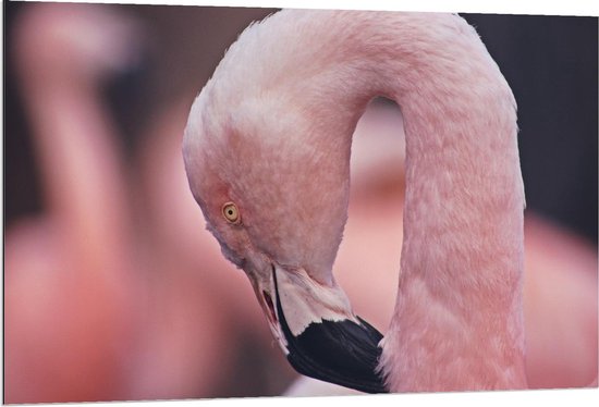 Dibond - Mooi Gekruld Hoofd van Flamingo - 120x80cm Foto op Aluminium (Met Ophangsysteem)