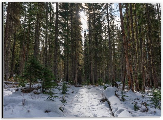 Dibond - Bos met Sneeuw - 40x30cm Foto op Aluminium (Wanddecoratie van metaal)