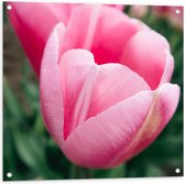 Tuinposter – Roze Tulp in Veld - 80x80cm Foto op Tuinposter  (wanddecoratie voor buiten en binnen)