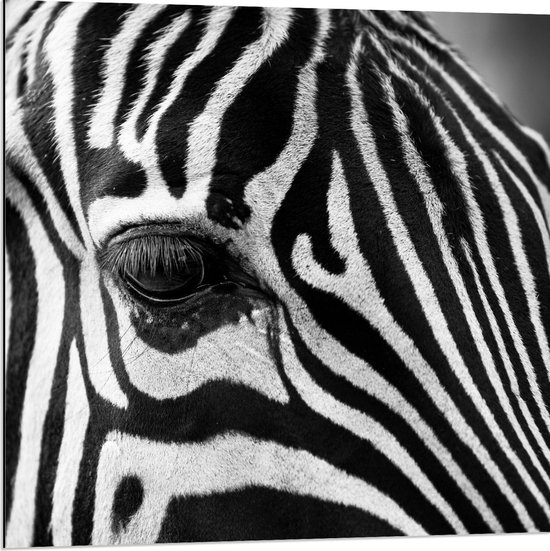 Dibond - Oog van Zebra - 80x80cm Foto op Aluminium (Met Ophangsysteem)