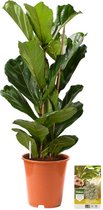 Pokon Powerplanten Ficus Lyrata 100 cm ↕ - Kamerplanten - Planten voor Binnen - Vioolbladplant - met Plantenvoeding / Vochtmeter