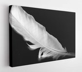 Feather of a bird on a black background  - Modern Art Canvas - Horizontal - 324307715 - 115*75 Horizontal