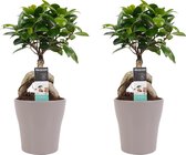 Hellogreen Kamerplant - Set van 2 - Ficus Ginseng Bonsai - 30 cm - Anna Keramiek taupe