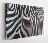 Animal Close Ups On Face  - Modern Art Canvas - Horizontal -1148007917 - 40*30 Horizontal