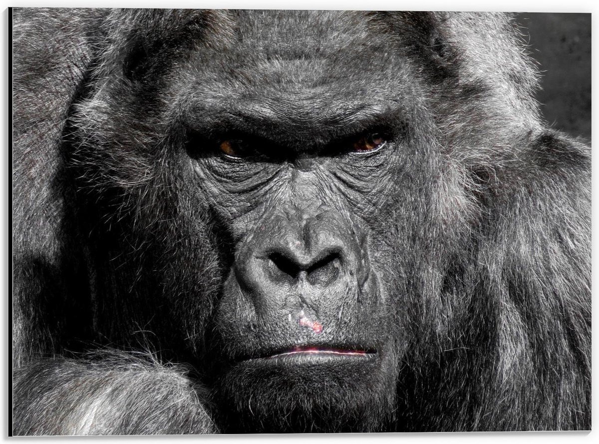 Dibond - Boos Kijkende Gorilla  - 40x30cm Foto op Aluminium (Wanddecoratie van metaal) op Prijzenvolger.com