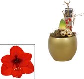 Amaryllis (Hippeastrum) Melanie Rood in goudkleurig keramiek
