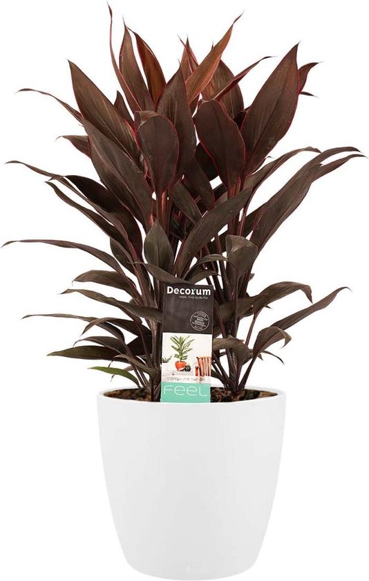 Kamerplant van Botanicly – Cordyline Fruticosa Tango incl. sierpot wit als set – Hoogte: 60 cm