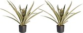 Kamerplanten van Botanicly – 2 × Ananas champaca incl. sierpot antraciet cilindrisch als set – Hoogte: 55 cm