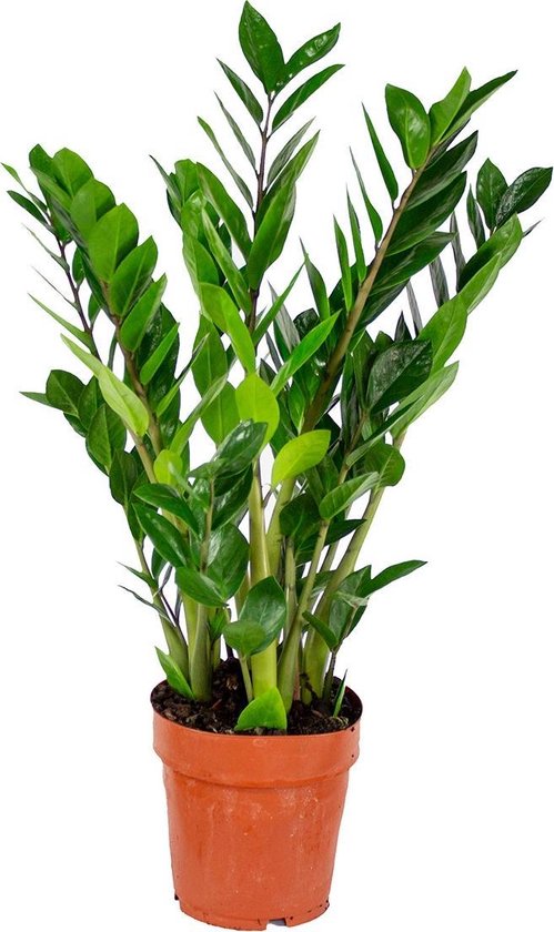Emerald Palm per stuk - Zamioculcas - Kamerplant in kwekerspot ⌀17 cm - Hoogte ↕50-60 cm