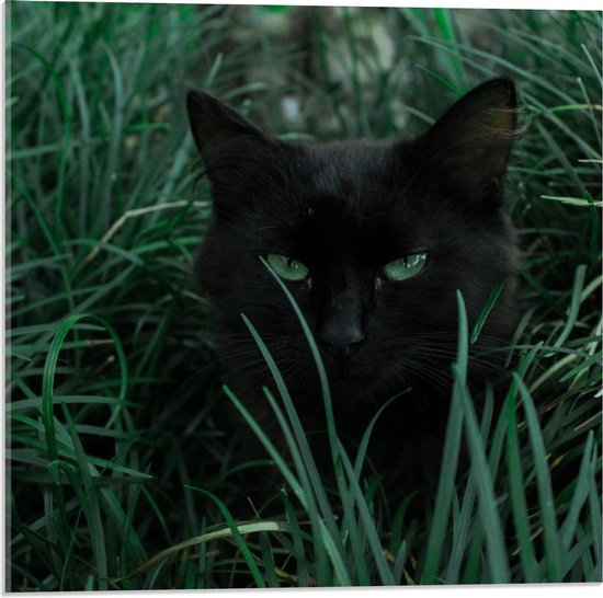 Cadre photo - Chat aux yeux verts brillants Cadre photo noir avec