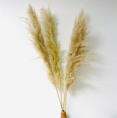 Pampasgras Gedroogd Naturel - 4 stuks 100cm - Droogbloemen & Droogboeketten Dry FLWRS®