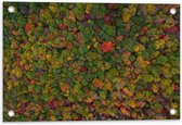 Tuinposter – Gekleurde Bomen van Bovenaf - 60x40cm Foto op Tuinposter  (wanddecoratie voor buiten en binnen)