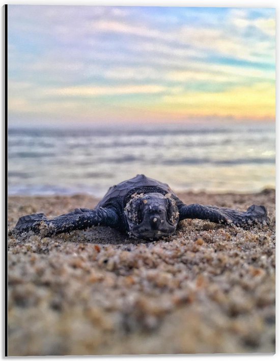 Dibond - Babyzeeschildpad op Strand  - 30x40cm Foto op Aluminium (Met Ophangsysteem)