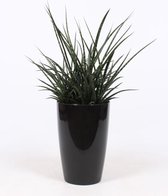 Kamerplant van Botanicly – Vrouwentongen in grijs pot als set – Hoogte: 80 cm – Sansevieria Fernwood Punk