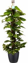 Kamerplant van Botanicly – Herfstvaren incl. sierpot zwart als set – Hoogte: 120 cm – Epipremnum Aureum