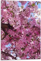 Tuinposter – Roze Bloesem Boom - 60x90cm Foto op Tuinposter  (wanddecoratie voor buiten en binnen)