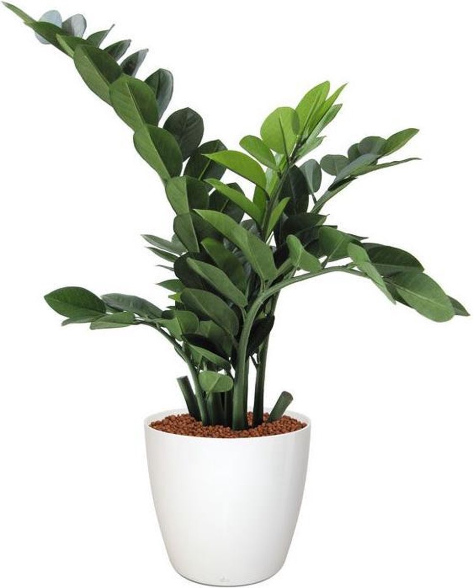 maxifleur Kunstplanten Zamioculcas kunstplant 65cm Groen